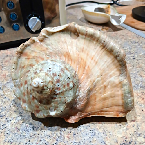 Large natural conch shell - large,