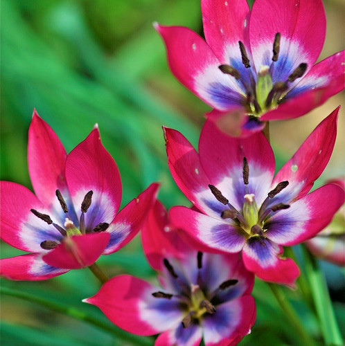 Dwarf tulips little - x,