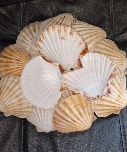 Natural scallop shells uk - 30,