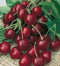 Burlat Cherry Tree 3-4ft 6L