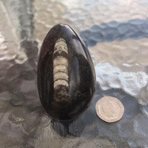 Orthoceras fossil polished - fossil,