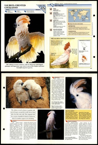 Salmon crested cockatoo - salmon-crested,