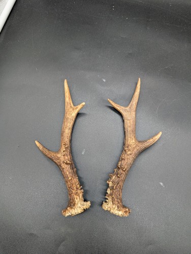 British roe buck antler - roe,