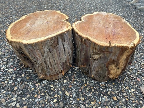 Yew wood logs for - ,