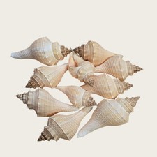 Hemifusus Tuba seashell large