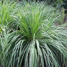 West Indian Lemon Grass / Cymbopogon citratus / Tender Perennial / 200 Seeds