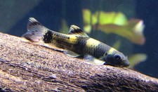 Panda garra live freshwater - panda,