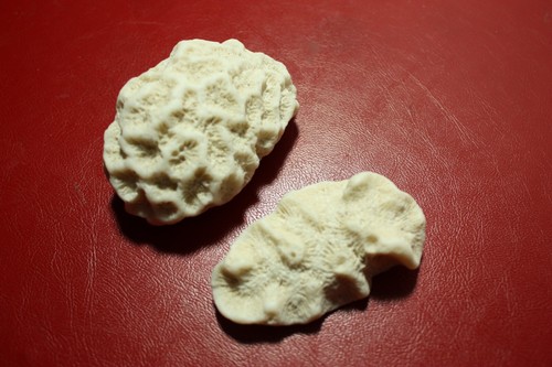 Vintage brain coral two pieces - brain,