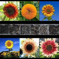 150+ SUNFLOWER RARE SEEDS MIX