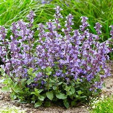 Nepeta Purrsian Blue | Flowering Perennial Outdoor Garden Plant | Catmint Plant