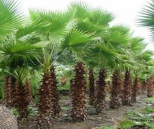 2 - 3 feet Trachycarpus