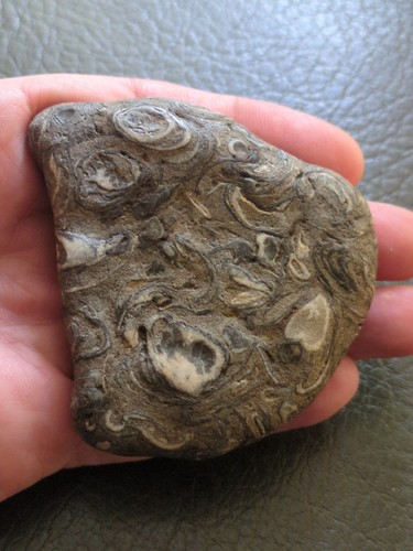 Fossil bivalves limestone - fossil, in