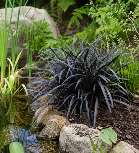 Black grass ophiopogon - black,