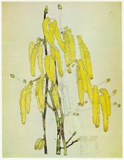 Hazel tree Lamb's Tails, Charles Rennie Mackintosh print in 11 x 14  mount