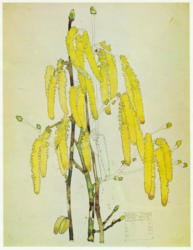 Hazel tree lamb - lamb's, tails