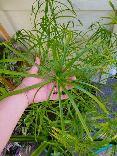 Cyperus alternifolius baby - alternifolius, "baby