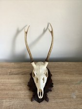 Impressive Roe Deer Skull  Antlers, taxidermy, hunting trophy Nice Plaque