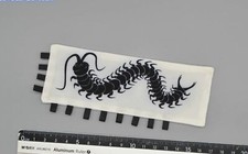 Kc002 centipede flag c - 1/6,