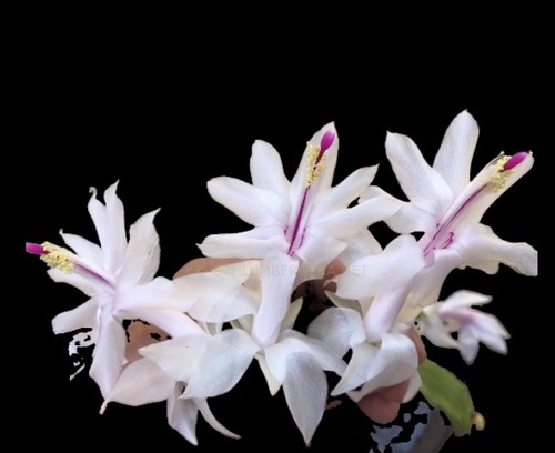 Schlumbergera white - schlumbergera, “