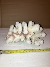 RB11 Dead Coral Reef Bone