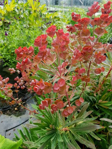 Euphorbia galaxy glow - glow',