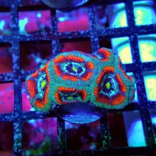 Wysiwyg acan lord coral - wysiwyg,
