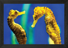 Seahorse Aquarium 4 Framed