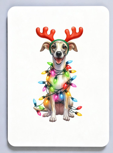Whippet picture - whippet,