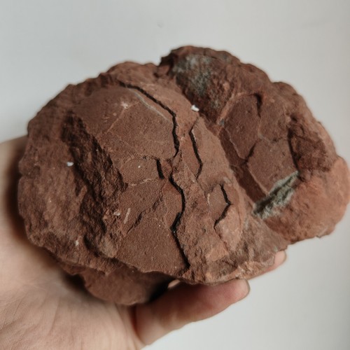 Jurassic age dinosaur egg - age,