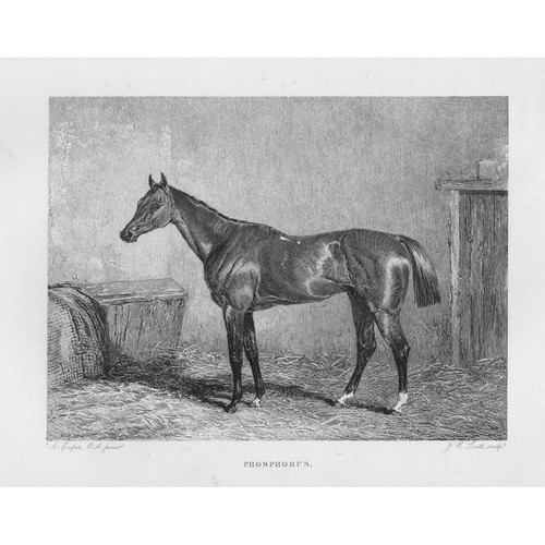 Phosphorus racehorse winner - racehorse,,