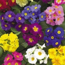 POLYANTHUS | x8 Large Plug Plants | "CRESCENDO" MIX | Hardy Perennials