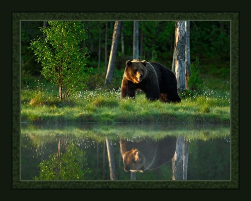 Bolt big bear - yd, --