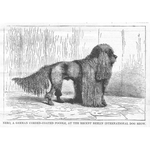 Dogs german corded - dogs, poodle