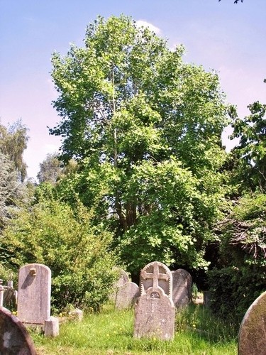 Photo 6x4 tulip tree - photo,