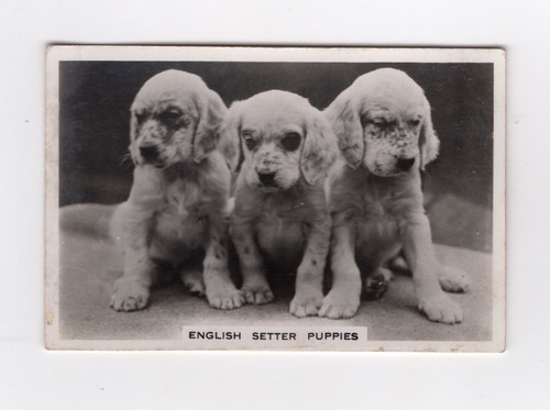 Dogs cigarette card 1939 - dogs,