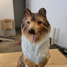 Collie Shetland Sheepdog Dog