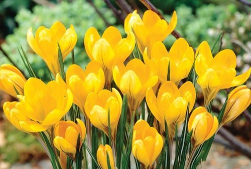 Large flowering crocus - 20, x