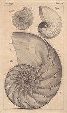 The Shell of the Nautilus