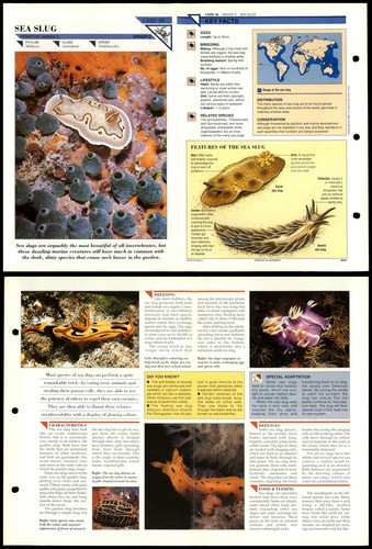 Sea slug primitive - slug, #46