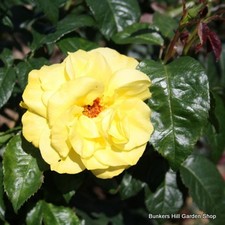 Golden Wedding - Floribunda Rose NATIONWIDE DELIVERY