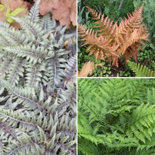 Hardy ferns colourful - hardy, foliage