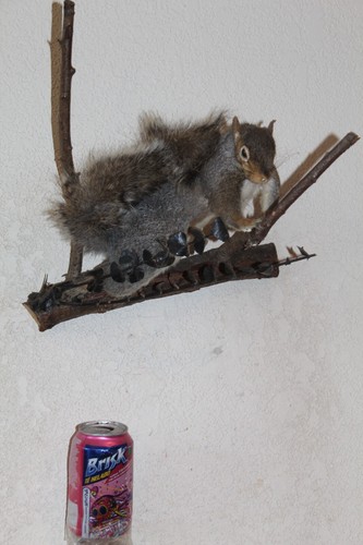 Taxidermy squirrel chipmunk - taxidermy,