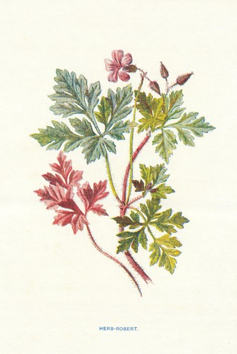Herb robert wild flowers by - wild,