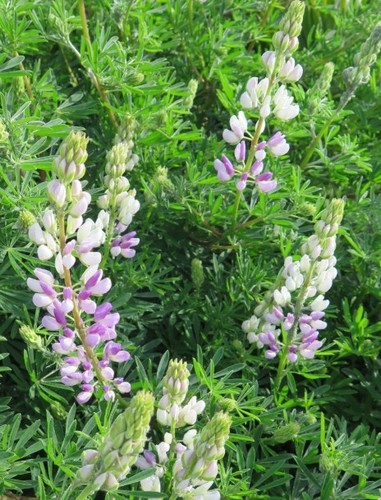 Blue evergreen shrub tree - 3,