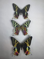 Madagascan Sunset Moth Trio