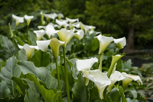Zantedeschia aethiopica kiwi