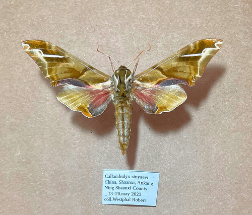 Sphingidae callambulyx - sphingidae,
