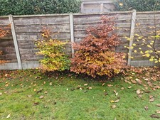 beech tree sapling - native british trees - various sizes 1.4m tall to 3.5m tall