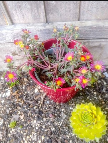 Plug plants blooming - plants,
