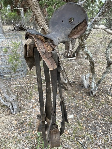 Very old horse - old,